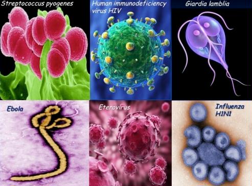 bioterrorism-pics-of-deadly-organisms