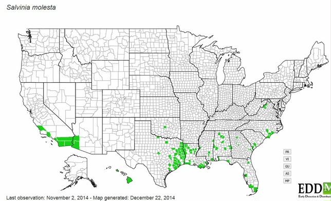 Giant salvinia (salvinia molesta) range in 2014. A total of 20 states are potential habitat.