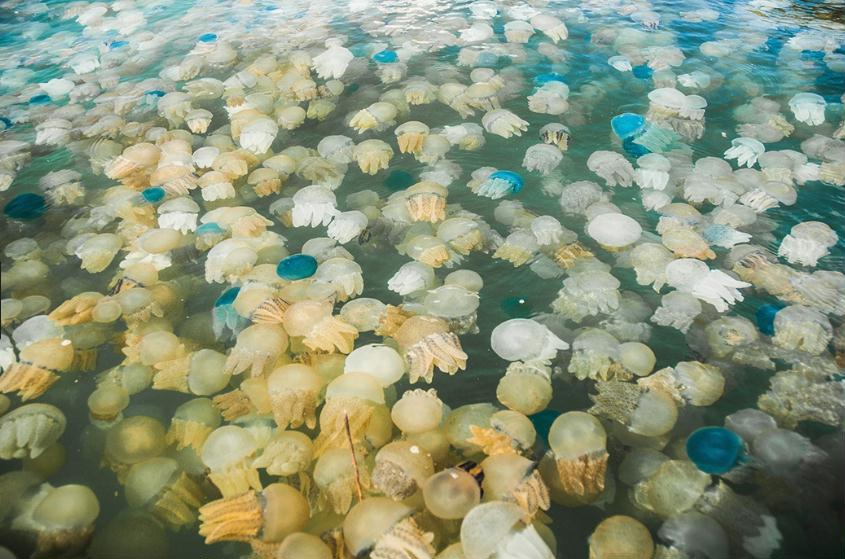 This image has an empty alt attribute; its file name is jellyfish-hundreds.jpg